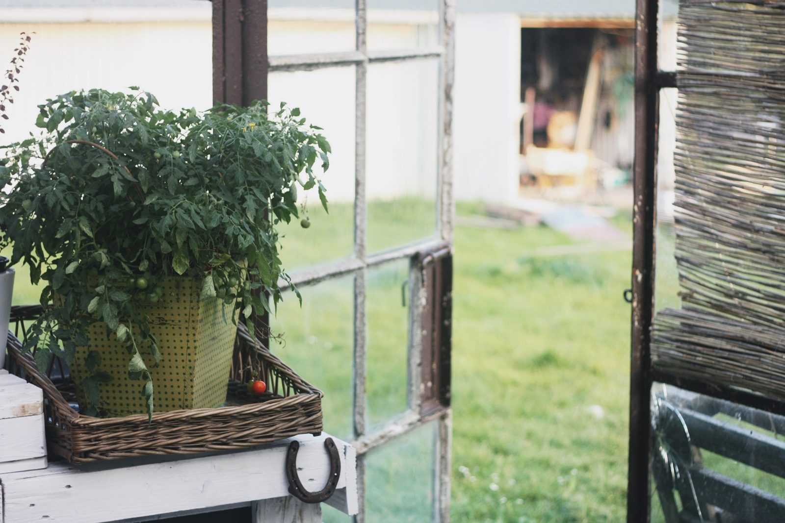 ap007xcf 2 Metamorfoza ogrodu zimowego cd