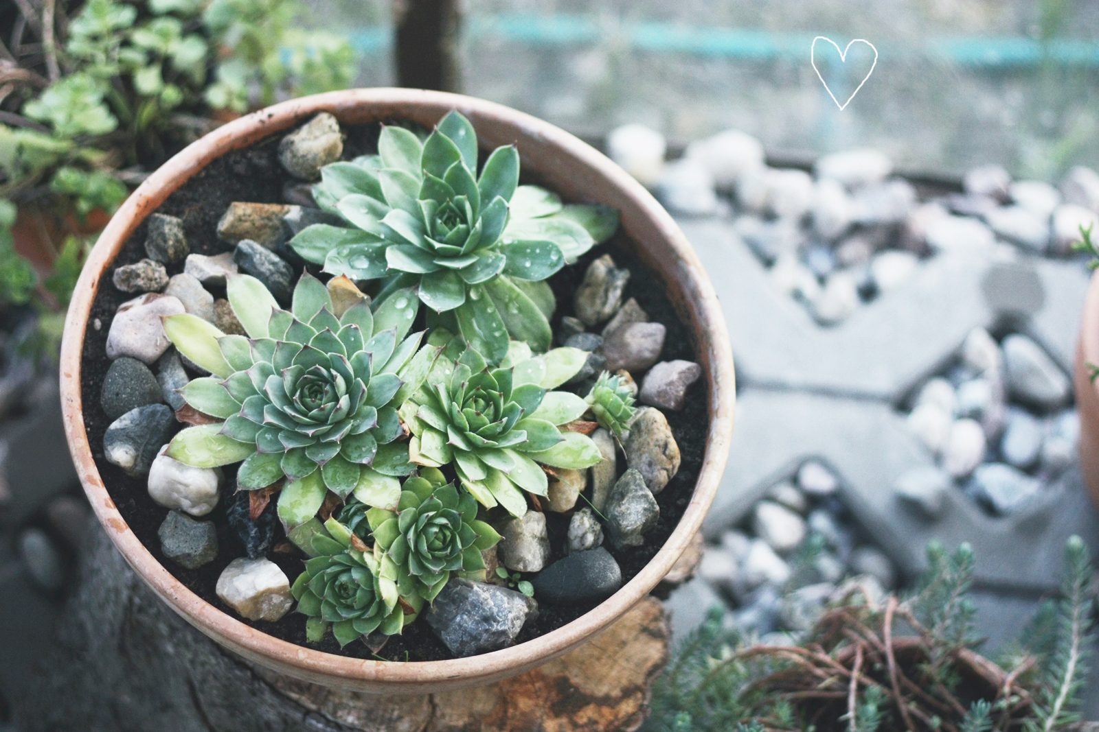 ap016xcf Metamorfoza ogrodu zimowego cd